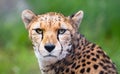 North African cheetah aka northeast African cheetah