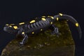 North African fire salamander,Salamandra algira tingitana Royalty Free Stock Photo