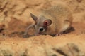 North african gerbil