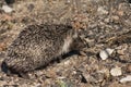 North African hedgehog Atelerix algirus in Cruz de Pajonales. Royalty Free Stock Photo
