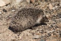 North African hedgehog Atelerix algirus in Cruz de Pajonales. Royalty Free Stock Photo