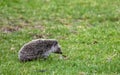 North African Hedgehog, Atelerix algirus Royalty Free Stock Photo