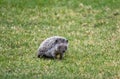 North African Hedgehog, Atelerix algirus Royalty Free Stock Photo