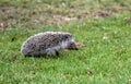North African Hedgehog, Atelerix algirus Royalty Free Stock Photo