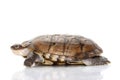 North African helmeted turtle Royalty Free Stock Photo