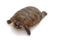 North African helmeted turtle Royalty Free Stock Photo