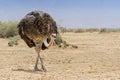 The North African ostrich or red necked ostrich Struthio camelus camelus, also known as the Barbary ostrich in Yotvata Hai Bar Royalty Free Stock Photo