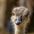 North African ostrich,Struthio camelus in Jerez de la Frontera, Andalusia, Spain Royalty Free Stock Photo
