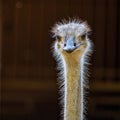 North African ostrich,Struthio camelus in Jerez de la Frontera, Andalusia, Spain Royalty Free Stock Photo