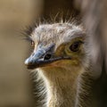 North African ostrich,Struthio camelus in Jerez de la Frontera, Andalusia, Spain Royalty Free Stock Photo