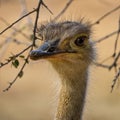 North African ostrich,Struthio camelus in Jerez de la Frontera, Andalusia, Spain Royalty Free Stock Photo