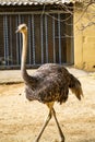 North African ostrich,Struthio camelus in Jerez de la Frontera, Andalusia, Spain Royalty Free Stock Photo