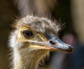 North African ostrich,Struthio camelus in Jerez de la Frontera, Andalusia, Spain Royalty Free Stock Photo