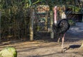 North african ostrich walking in the sand, big male bird, tropical and critically endangered bird specie