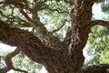 North African tree \