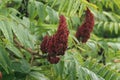 North Amercian Stanghorn Sumac Seed Head Royalty Free Stock Photo