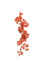 North America Buffaloberry or Shepherdia berries on white background Royalty Free Stock Photo