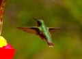 North America, Calliope Hummingbird Selasphorus calliope