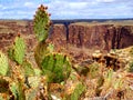 North America, USA, Arizona, Little Colorado Navajo Tribal Park Royalty Free Stock Photo