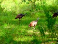 North America, USA, Florida, Wild turkey Royalty Free Stock Photo