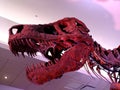 North America, USA, Illinois, Chicago, the Tyrannosaurus Rex from the Field Museum Royalty Free Stock Photo