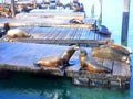 North America, USA, California, Sea lions on Pier 39, one of the specificities of San Francisco Royalty Free Stock Photo