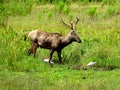 North America, USA, Florida, white-tailed deer Royalty Free Stock Photo