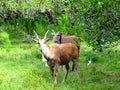 North America, USA, Florida, white-tailed deer