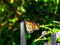 North America, USA, Monarch butterfly Danaus plexippus Royalty Free Stock Photo