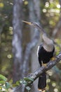 A North American anhinga Anhinga anhinga warming up in the sun.perched on a branch in the everglades. Royalty Free Stock Photo