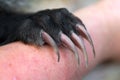 North American Badger Taxidea taxus Claws Royalty Free Stock Photo