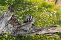 North American Badger Taxidea taxus Cub Claws Out Over Log Summer Royalty Free Stock Photo