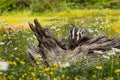 North American Badger Taxidea taxus Cub Climbs Over Log Claws Extended Summer Royalty Free Stock Photo