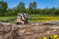 North American Badger Taxidea taxus Cub Leans Over Log Claws Extended Summer Royalty Free Stock Photo