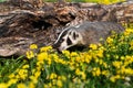 North American Badger Taxidea taxus Cub Nibbles at Log in Wild Flowers Summer