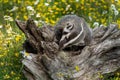 North American Badger Taxidea taxus Cub Sniffs and Claws at Log Summer Royalty Free Stock Photo