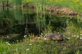 North American Badger Taxidea taxus Cub Walks Towards Pond Summer