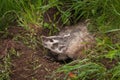 North American Badger Taxidea taxus Displays Claws Royalty Free Stock Photo