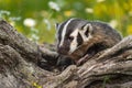 North American Badger Taxidea taxus Hangs Over Log Displaying Claws Summer Royalty Free Stock Photo