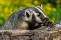 North American Badger Taxidea taxus Leans Over Log Claws Extended Summer Royalty Free Stock Photo