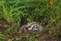 North American Badger Taxidea taxus Looks Left Teeth Bared