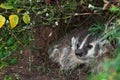 North American Badger (Taxidea taxus) Looks Out from Den Royalty Free Stock Photo