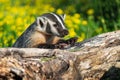 North American Badger Taxidea taxus Looks Over Log Claws Extended Summer Royalty Free Stock Photo