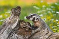 North American Badger Taxidea taxus Looks Up Side of Log Claws Out Summer Royalty Free Stock Photo