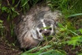 North American Badger Taxidea taxus Peers Angrily Out of Den Royalty Free Stock Photo