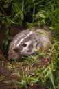North American Badger Taxidea taxus Peers Out of Burrow Royalty Free Stock Photo