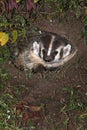 North American Badger (Taxidea taxus) Peers Out from Den Royalty Free Stock Photo