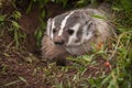 North American Badger Taxidea taxus Peers Out From Den Royalty Free Stock Photo