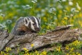 North American Badger Taxidea taxus Rips at Top of Log With Claws Summer Royalty Free Stock Photo