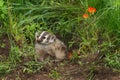 North American Badger (Taxidea taxus) Sits in Den Entrance Royalty Free Stock Photo